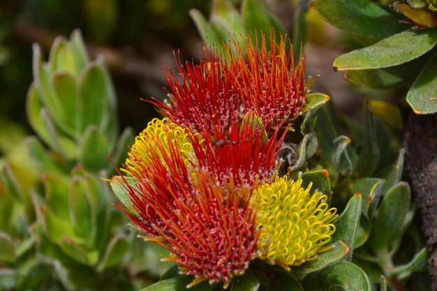 Photo close-up of red flowering plant