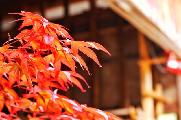 Photo close-up of red flowering plant