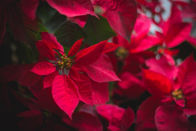 Foto prossimo piano di una pianta a fiori rossi