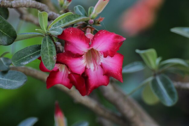 Foto prossimo piano di una pianta a fiori rossi