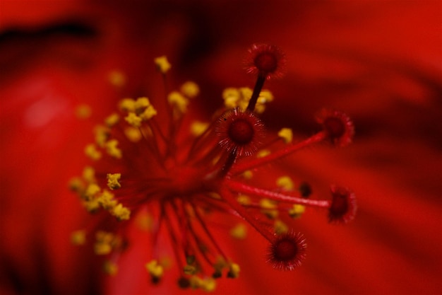 Close-up of red flowering plant