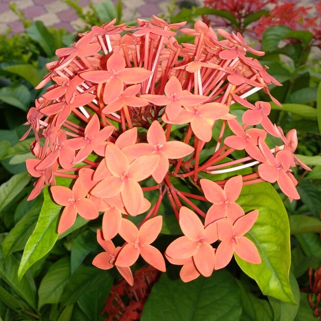 Photo close-up of red flowering plant