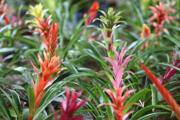 Close-up of red flowering plant