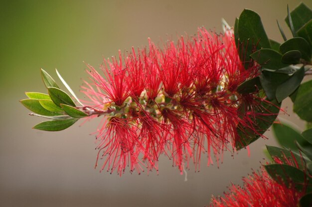 Foto prossimo piano di una pianta a fiori rossi