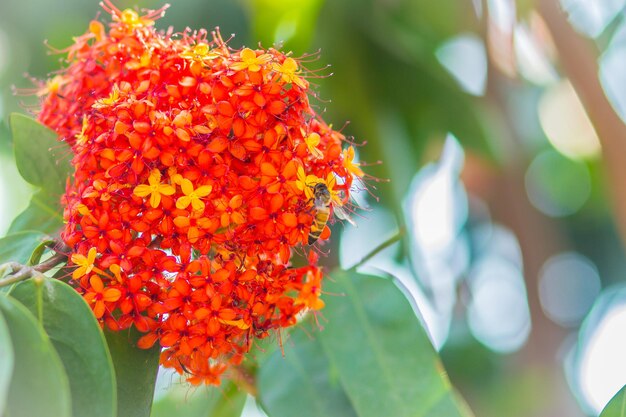 Close-up of red flowering plant