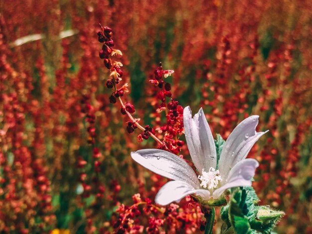 Photo close-up of red flowering plant