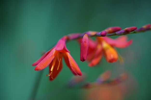 Close-up of red flowering plant