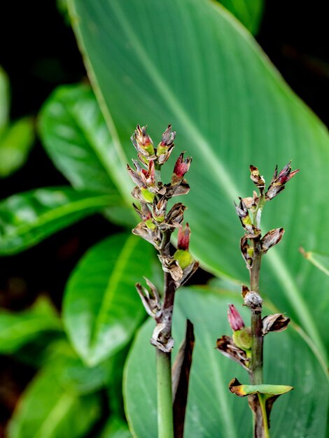 Photo close-up of red flowering plant