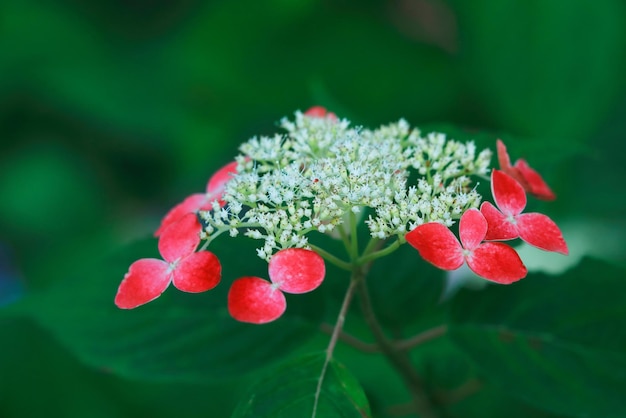 Foto close-up di una pianta a fiore rosso