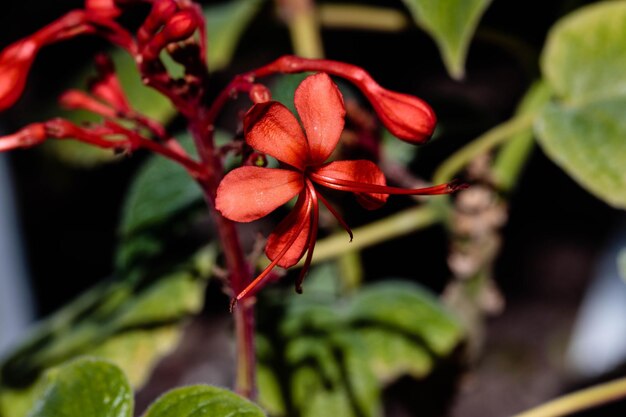 Foto prossimo piano di una pianta a fiori rossi