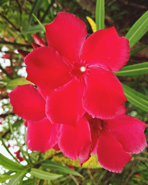 Close-up of red flowering plant