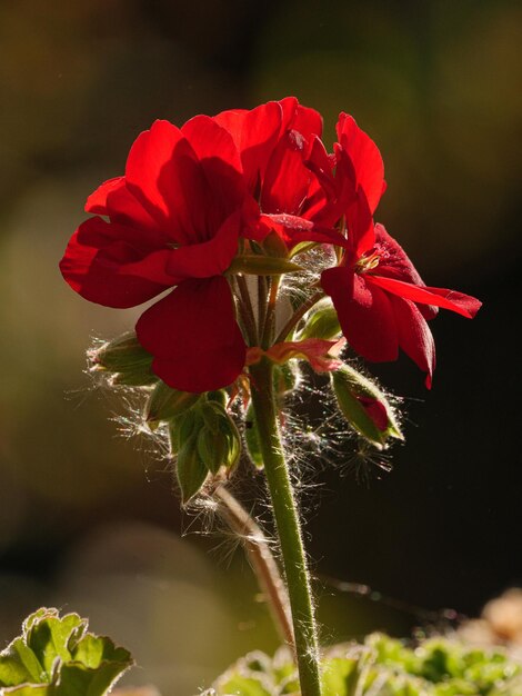 Close-up of red flowering plant