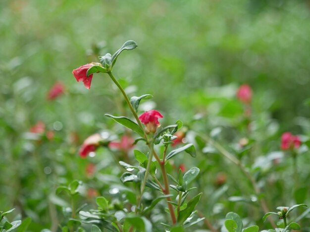 Photo close-up of red flowering plant