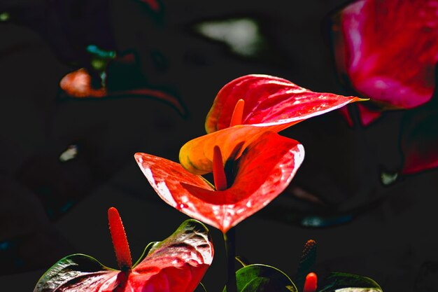 Photo close-up of red flowering plant