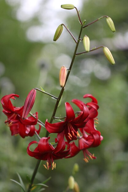 Foto prossimo piano di una pianta a fiori rossi