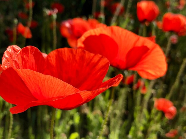 Close-up of red flowering plant