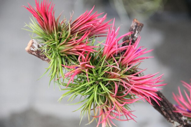 赤い花の植物のクローズアップ