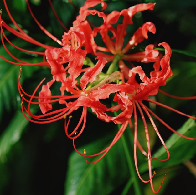 Foto prossimo piano di una pianta a fiori rossi