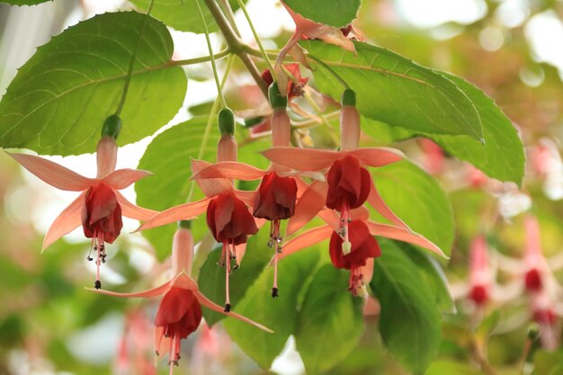 Close-up of red flowering plant