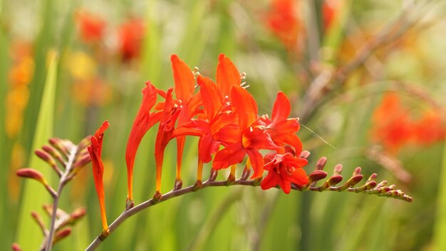 Close-up of red flowering plant