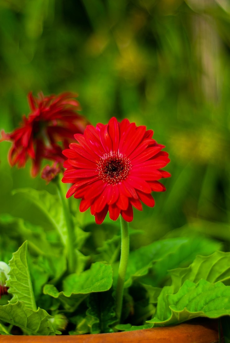 Photo close-up of red flowering plant