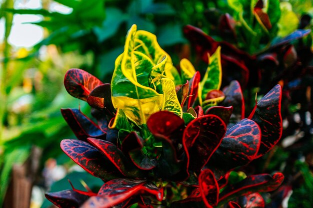 赤い花の植物のクローズアップ