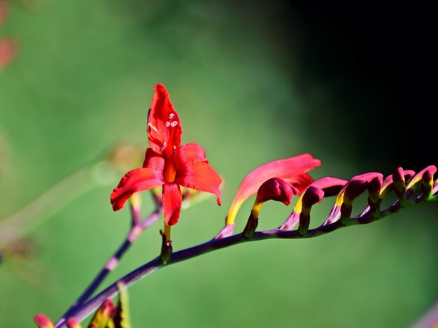 Foto close-up di una pianta a fiore rosso