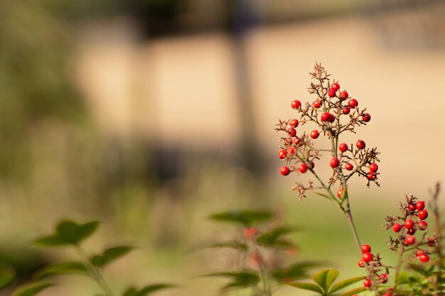 Close-up of red flowering plant