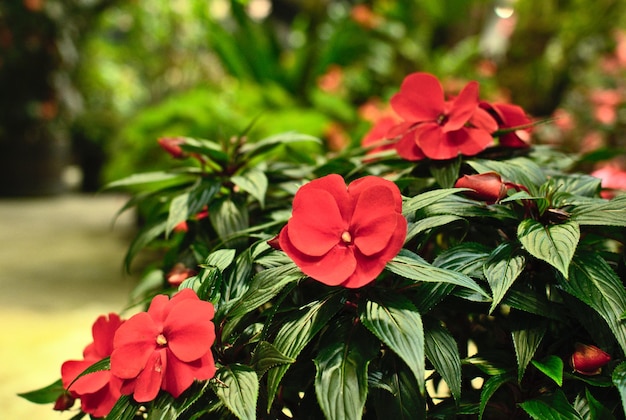 赤い花を ⁇ かせる植物のクローズアップ