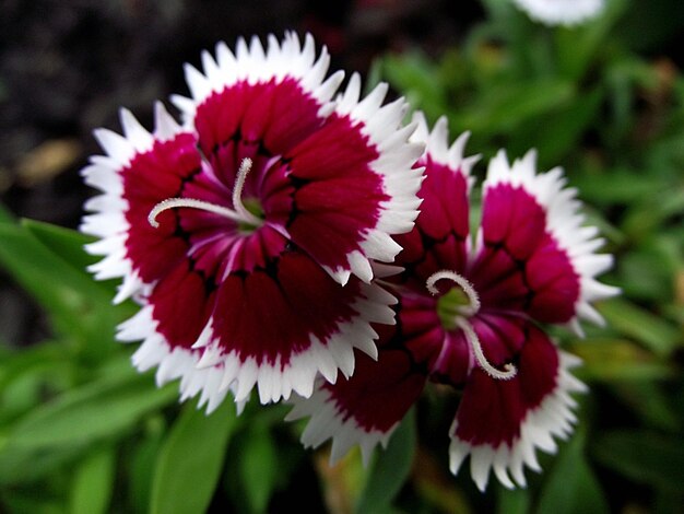 Close-up of red flowering plant