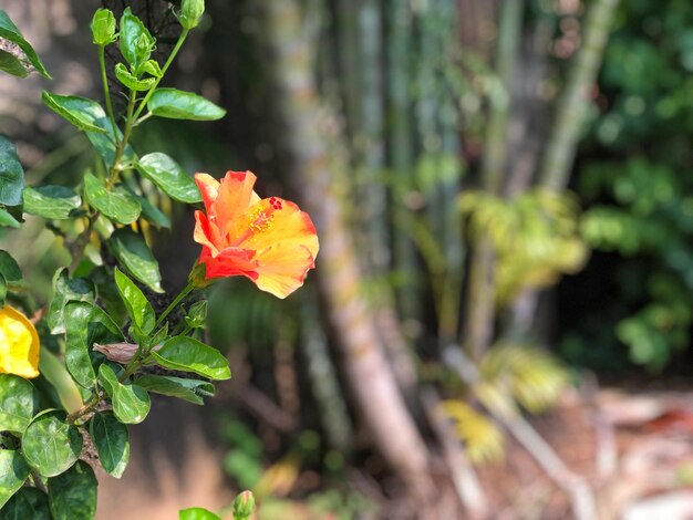 Close-up of red flowering plant