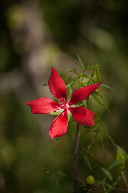 Foto prossimo piano di una pianta a fiori rossi