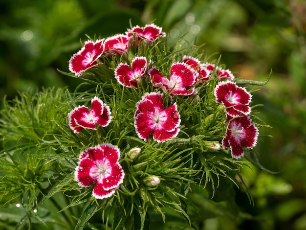 Foto prossimo piano di una pianta a fiori rossi