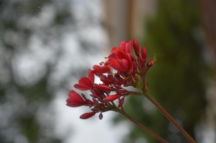 Photo 赤い花の植物のクローズアップ