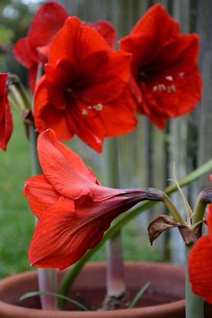 Close-up of red flowering plant