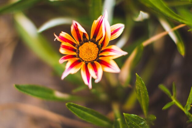 Photo close-up of red flowering plant