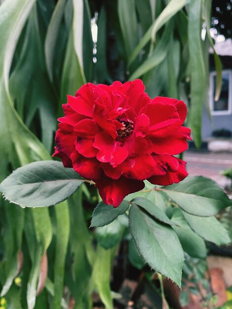 Close-up of red flowering plant