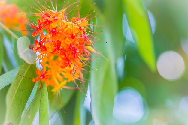 Close-up of red flowering plant