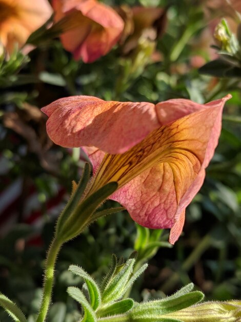 Photo close-up of red flowering plant