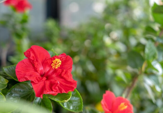 Close-up of red flowering plant