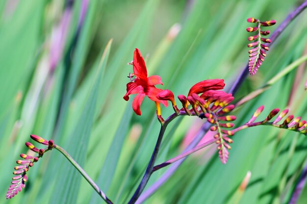 Foto prossimo piano di una pianta a fiori rossi