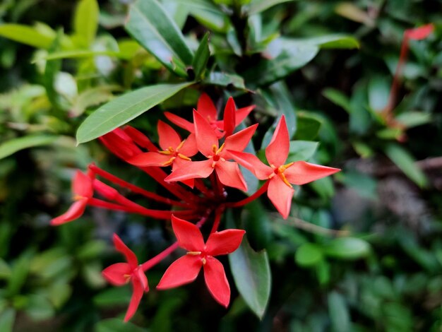 Close-up of red flowering plant