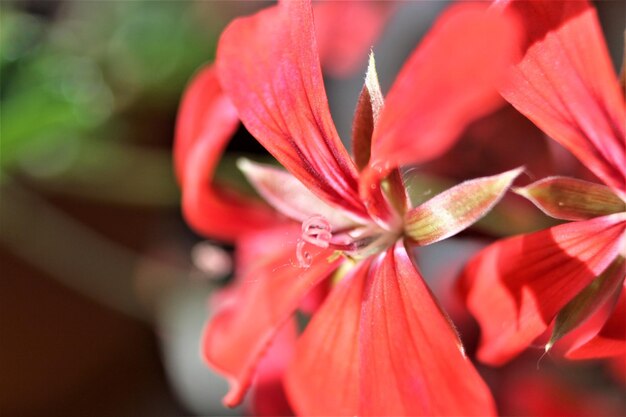 Foto prossimo piano di una pianta a fiori rossi