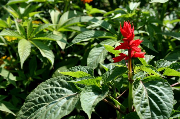 Foto prossimo piano di una pianta a fiori rossi