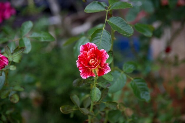 Photo close-up of red flowering plant