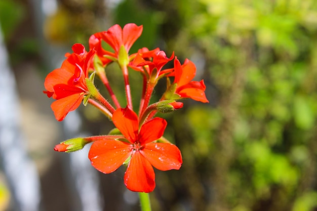 赤い花の植物のクローズアップ