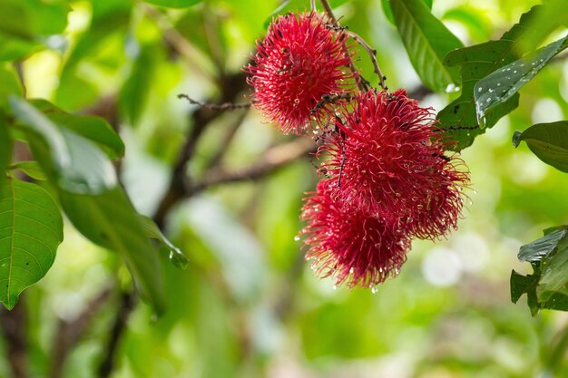 Foto prossimo piano di una pianta a fiori rossi