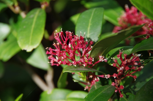 Photo close-up of red flowering plant