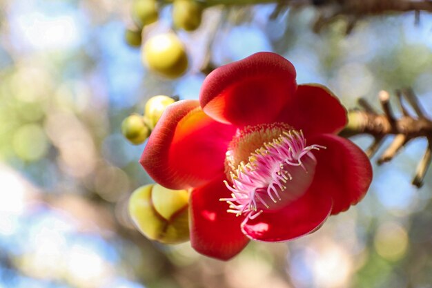 Photo close-up of red flowering plant