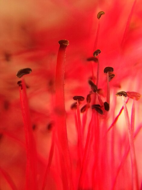 Close-up of red flowering plant